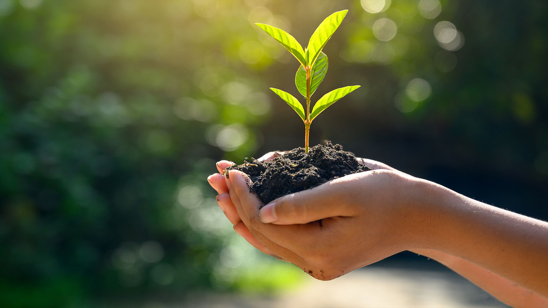 Respekti ndaj mjedisit